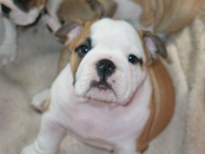 Jubal the the cutest dog